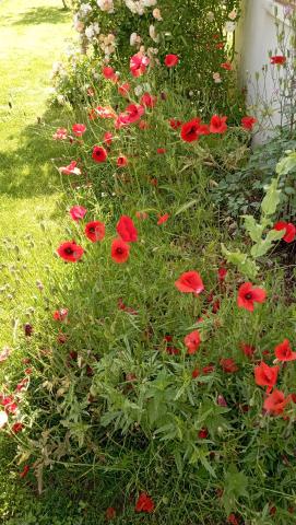 Red & White Garden Flowers