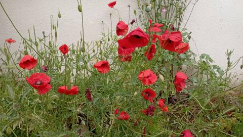 Red Garden Flowers