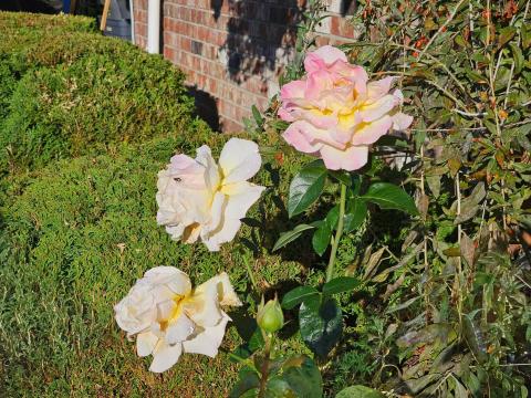 Three Bunch of White Rose Flowers