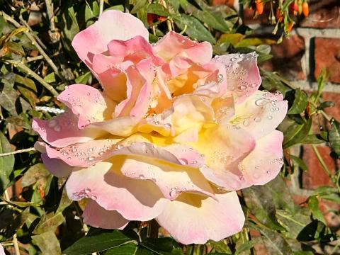 White and Pink Rose Flower