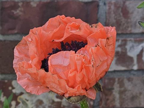 Orange Colour Garden Image