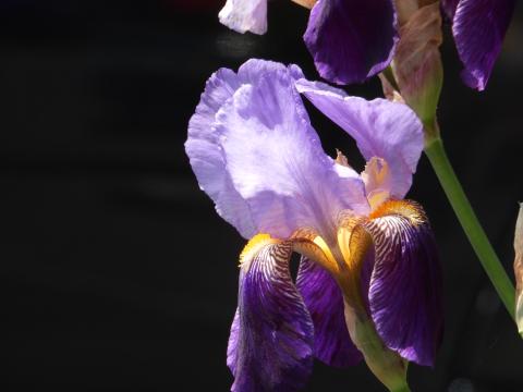 White and Purple Flower