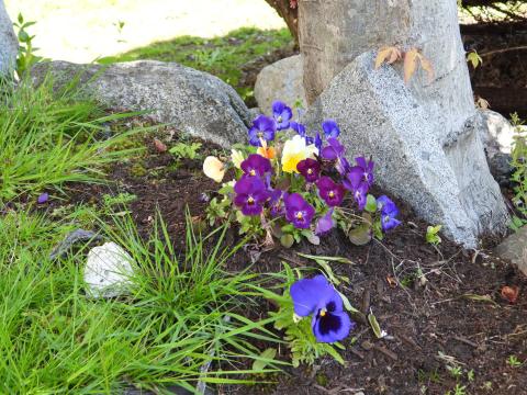 Beautiful Blue & Purple Colour Bunch of Flowers