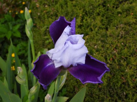 White and Purple Flower