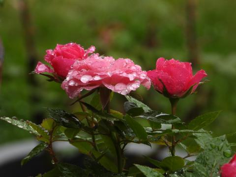 Three Rose Flowers