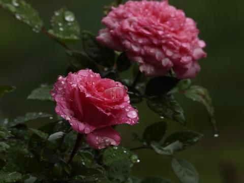 Rose Flower with Water Drops