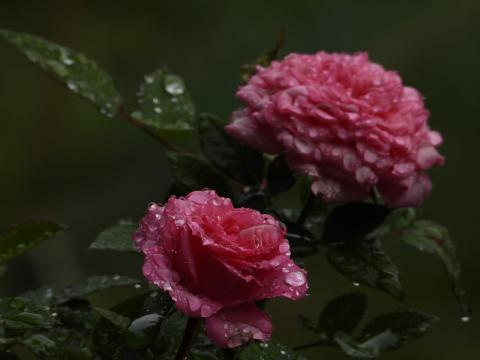 Rose Flower with Water Drops