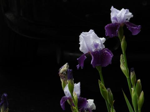 White and Purple Flower Garden Image