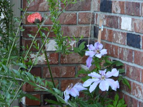 Beautiful Light Purple Colour Flowers Garden Image
