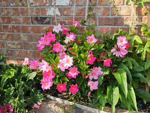 Beautiful Bunch of Garden Flowers