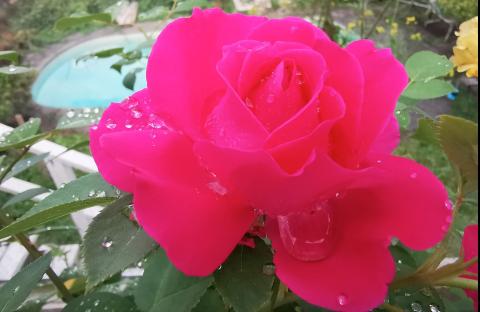 Rose Flower